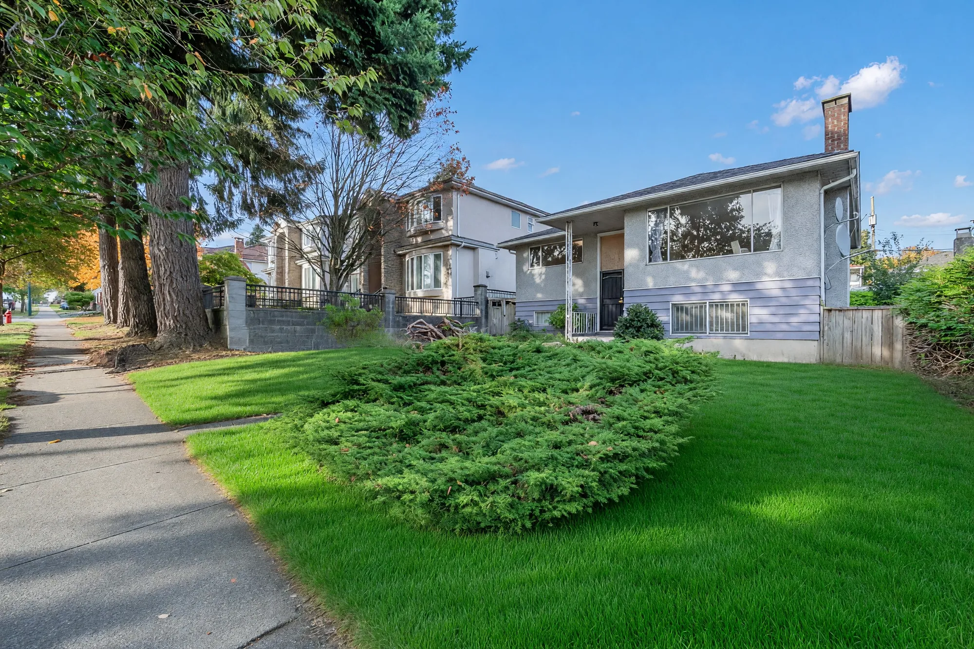 The house across the front lawn from the sidewalk: a spreading juniper in the lawn, tall evergreens at the left