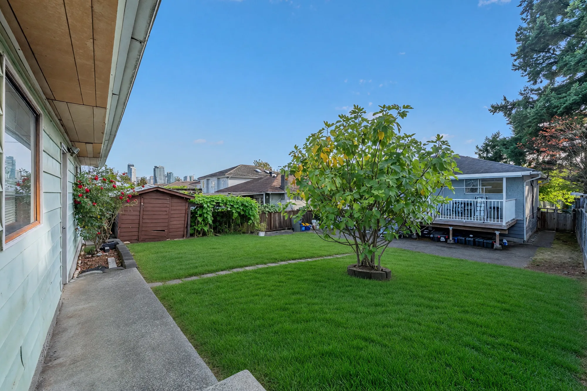 The back yard from beside the house: a small tree in the lawn, a shed and the neighbouring houses beyond, the deck at the right